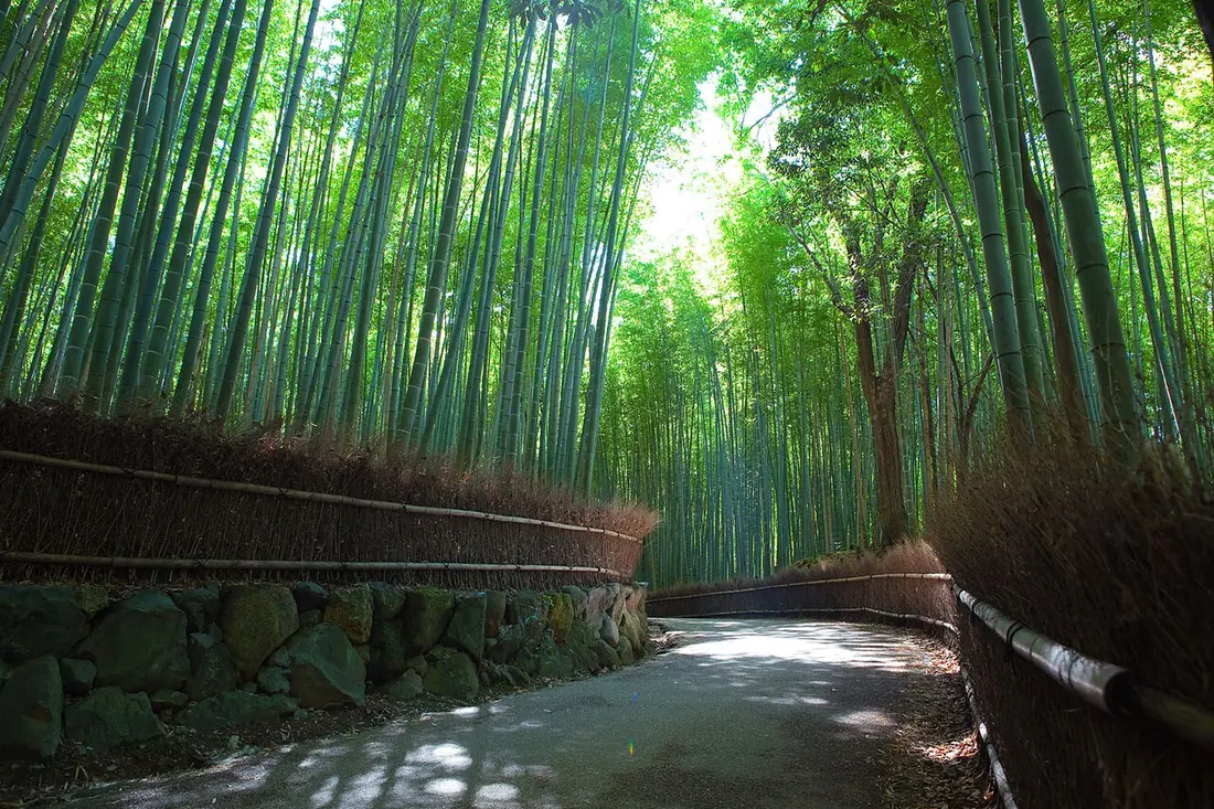 A walking path runs through tall green bamboo in Arashiyama, Kyoto.